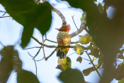 Kaempfer's Woodpecker