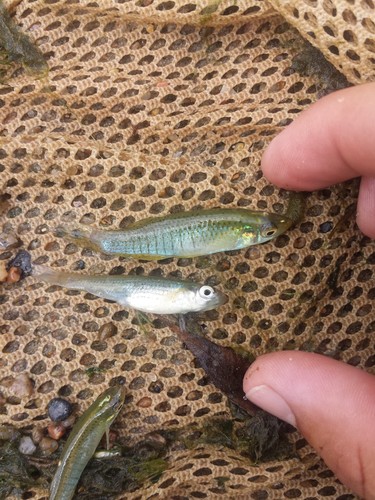 Northern Starhead Topminnow