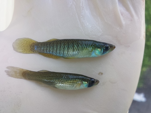 Northern Starhead Topminnow