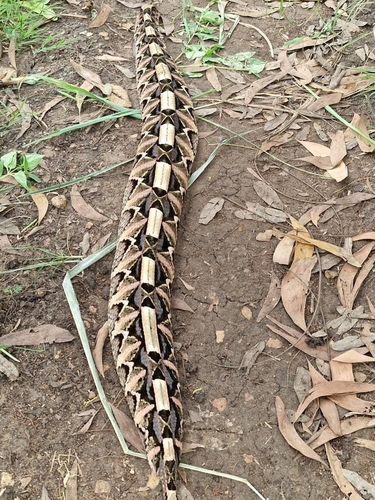 Western Gaboon Viper