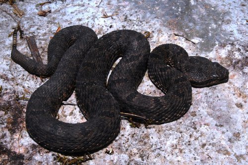 Rock Rattlesnake
