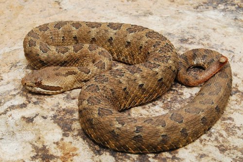 Mexican Dusky Rattlesnake