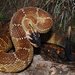 Mexican Black-tailed Rattlesnake - Photo (c) Mike Rochford, all rights reserved, uploaded by Mike Rochford