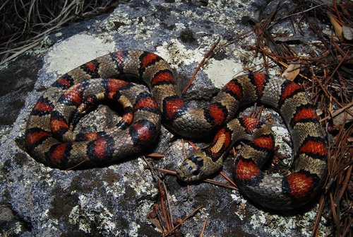 Durango Mountain Kingsnake