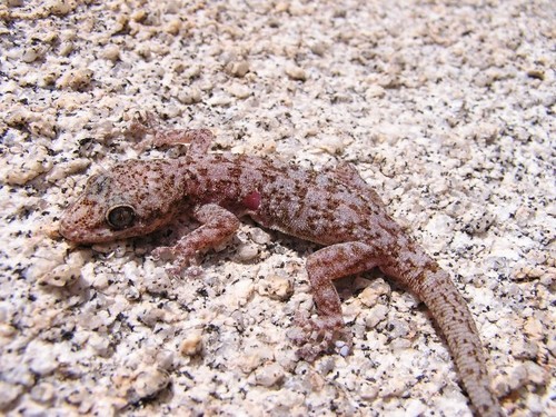 Peninsular Leaf-toed Gecko