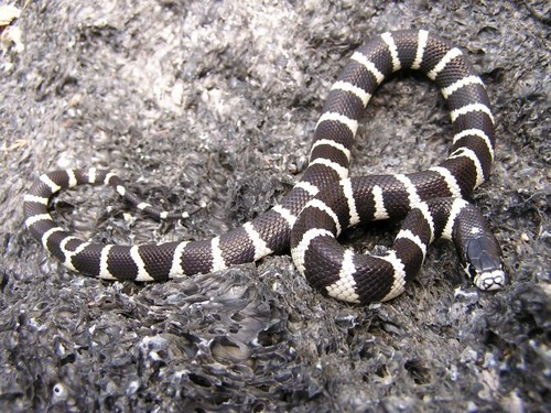 iNaturalist observation photo of California King Snake