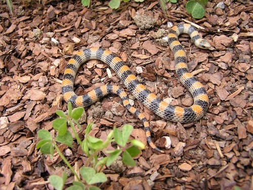iNaturalist observation photo of Ground Snake