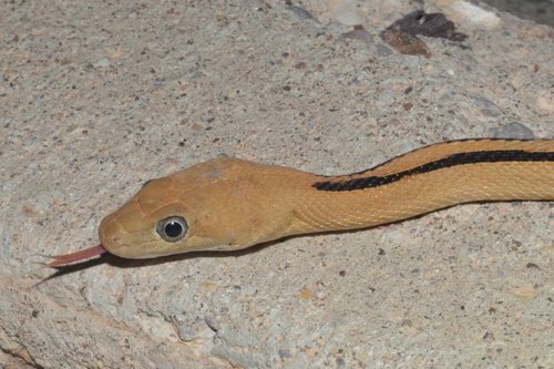 Trans-pecos Ratsnake