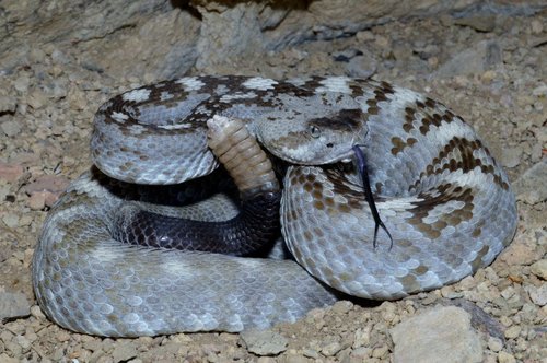 Eastern Black-tailed Rattlesnake