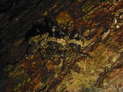 Steirastoma albiceps image