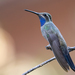 Blue-throated Mountain-Gem - Photo (c) Kyle Paul, all rights reserved, uploaded by Kyle Paul