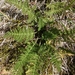 Chaerophyllum eriopodum - Photo (c) Christian Rixen, kaikki oikeudet pidätetään, lähettänyt Christian Rixen