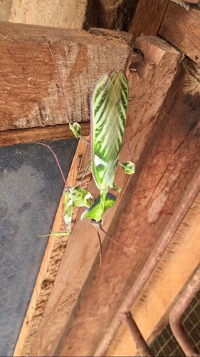 Giant Devil's Flower Mantis