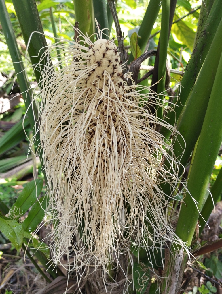 toquilla palm from Reserva Mashpi Shungo on July 20, 2023 at 08:27 AM ...