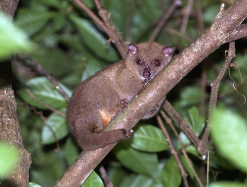 Small Sulawesi Cuscus (Strigocuscus celebensis) — Near Threatened Mammalia