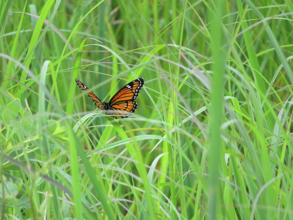 Viceroy From Franklin County OH USA On July 2 2018 At 04 37 PM By
