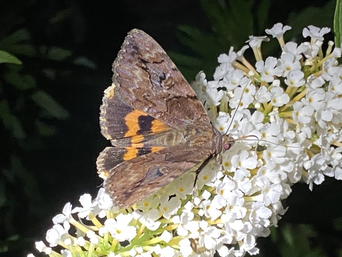 Catocala muliercula Guenée, 1852