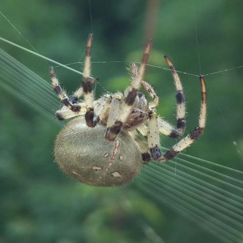 Four-spot Orbweaver