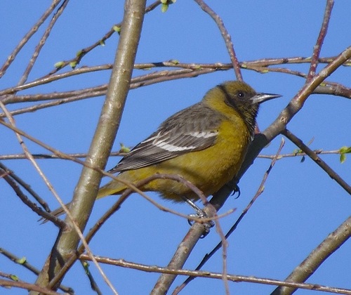 Scott's Oriole