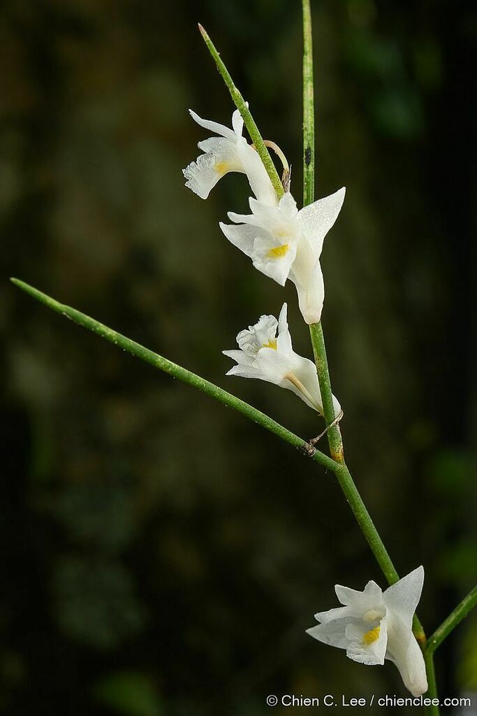 Dendrobium setifolium (Dendrobium setifolium)