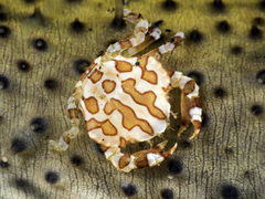 Lissocarcinus orbicularis image