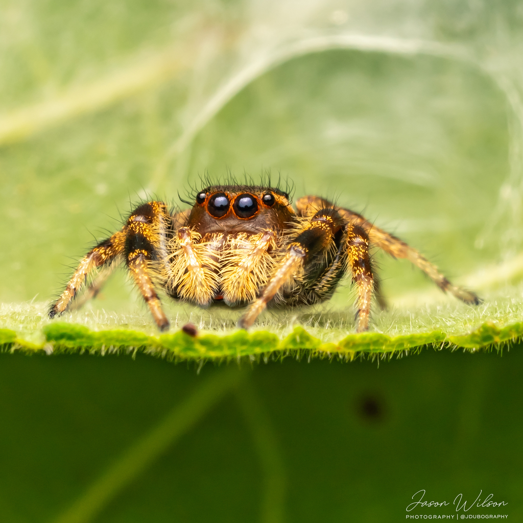 Golden Jumping Spider from Windsor on July 22, 2023 at 11:14 PM by ...