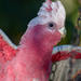 Galah - Photo (c) Marc Faucher, all rights reserved