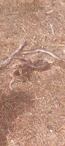 Coastal Taipan sighting