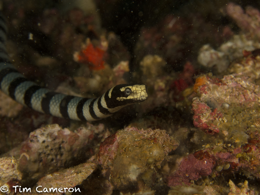 Banded Sea Krait from Ticao Island, Philippines on January 15, 2015 at ...