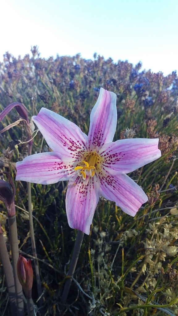 Rhodolirium