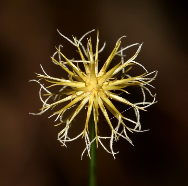 Actinoschoenus aphyllus (Actinoschoenus aphyllus)