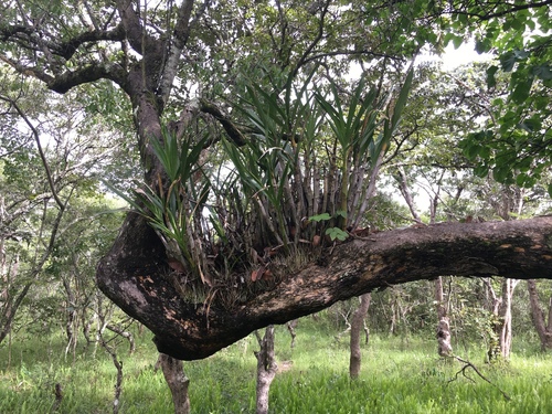 African ansellia