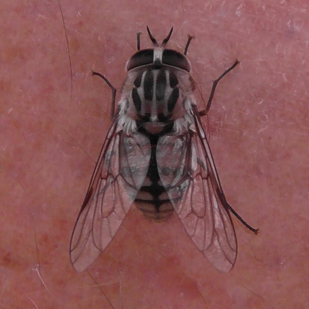 Horse and Deer Flies from Watsonville QLD 4887, Australia on July 23