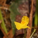 Utricularia tenuicaulis - Photo (c) 栗鼠, todos los derechos reservados, subido por 栗鼠