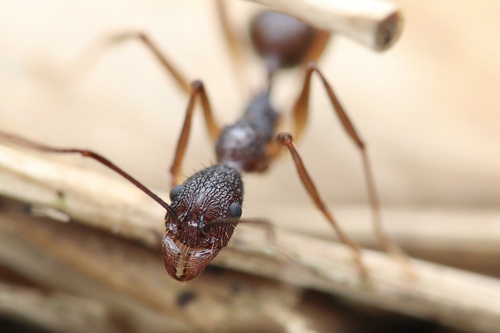 湖南盘腹蚁Aphaenogaster hunanensis