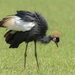 Black Crowned Crane - Photo (c) Asrat Ayalew, all rights reserved, uploaded by Asrat Ayalew
