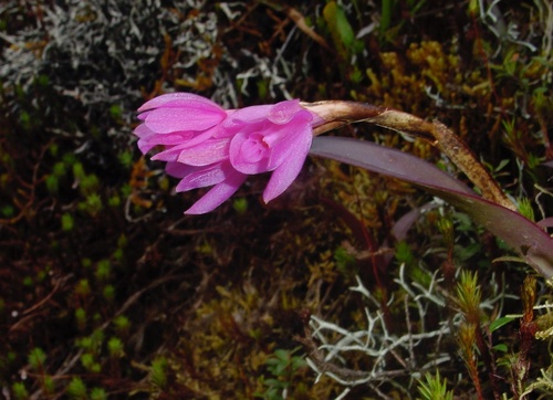 Epidendrum paucifolium image