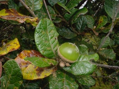 Image of Quercus costaricensis