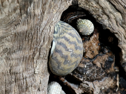 Bleeding Tooth Nerite