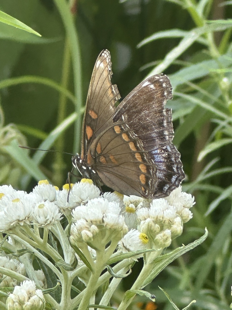 Redspotted Purple from Sandgate Cres, Mississauga, ON, CA on July 22