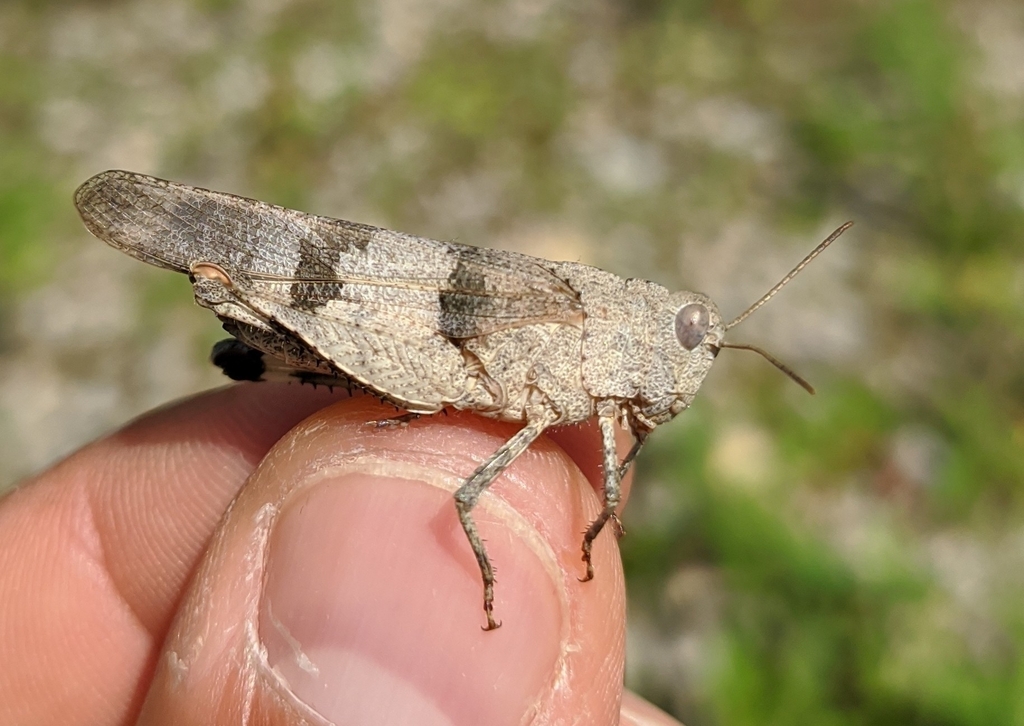 Blue-winged Grasshopper from Steiermarkhof, 8052 Graz, Österreich on ...