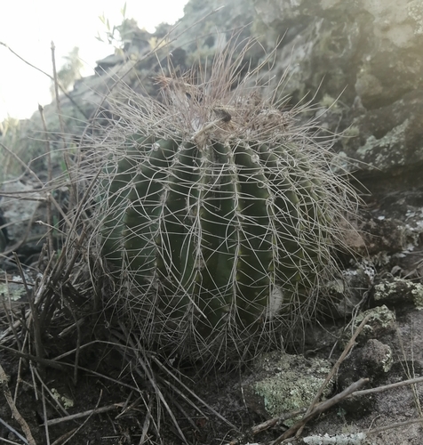 Parodia nigrispina