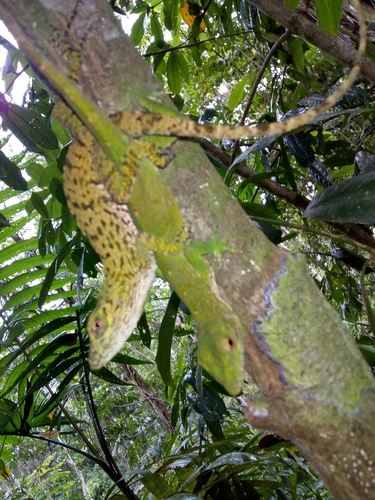 Neotropical Green Anole