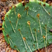 Opuntia cacanapa - Photo (c) Lex García, todos los derechos reservados, subido por Lex García