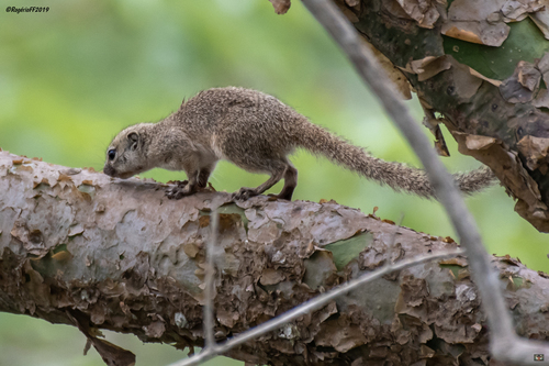 Gambian Sun Squirrel