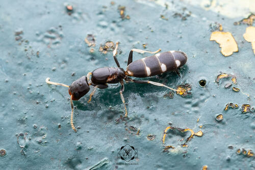 Tapinoma albomaculatumTapinoma albomaculatum