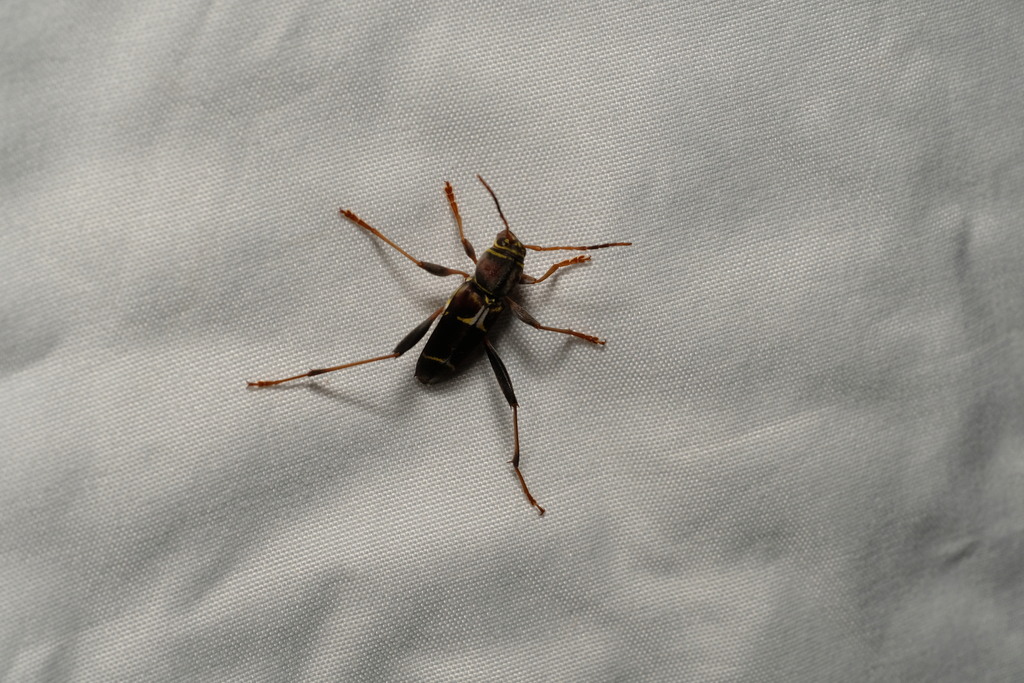 Neoclytus mucronatus from 1770 Holford Rd, Garland, TX 75044, USA on