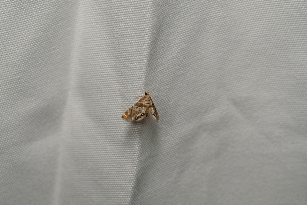 Featheredged Petrophila from 1770 Holford Rd, Garland, TX 75044, USA