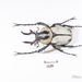Adam's Stag-horned Beetle - Photo (c) Hanyang Ye, all rights reserved, uploaded by Hanyang Ye
