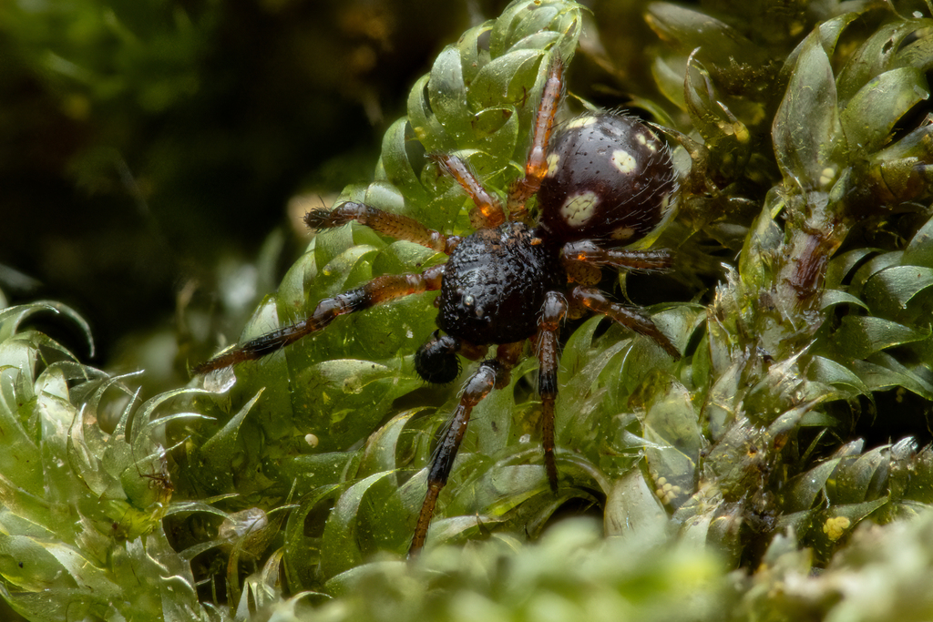 Crustulina guttata from 8680 Ry, Danmark on April 26, 2023 by Frederik